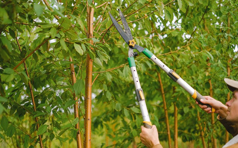 Tree trimming in Aimwell, LA