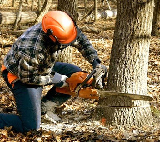 Tree Removal in Aimwell, LA